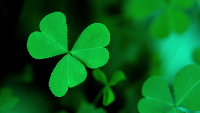 Lucky Irish Four Leaf Clover in the Field for St. Patricks Day holiday symbol. with three-leaved shamrocks, Patrick Day backdrop with growing shamrock leaf extreme close-up, pub party, 4K UHD video. Royalty-Free Stock Footage #1077628316
