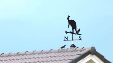Vintage house and village in rural area concept. Bird playing with Vintage vane installed on the roof of a house to indicate wind direction.