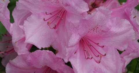 Rhododendron catawbiense known as Catawba rosebay, Catawba rhododendron, mountain rosebay, purple ivy,purple laurel,purple rhododendron,red laurel, rosebay,rosebay laurel.