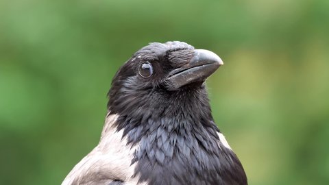 portrait of a hooded crow with green background, corvus cornix, 50 fps