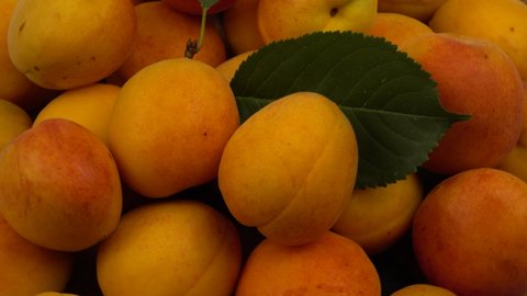 Ripe whole apricots and the green leaves of an apricot tree, background