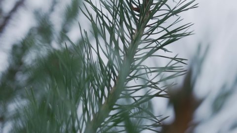 Branch of an evergreen coniferous tree with prickly long leaves-needles. Pine tree branch with pine needles on sky background. Organic fresh live plant