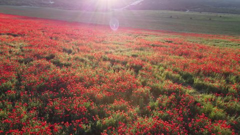 Drone flying over a poppy field. Footage. Beautiful red flowers on a green blooming field in the rays of the evening setting sun. The aircraft flies directly over the flowers very close