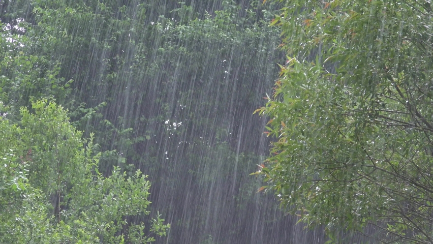 Raining, Torrential Rain, Storm, Summer Rainy Day on Forest Branches Tree, Stormy in Nature, Bad Weather and Inundation, Flooding Royalty-Free Stock Footage #1077634280