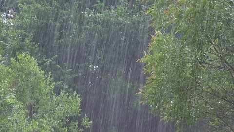 Raining, Torrential Rain, Storm, Summer Rainy Day on Forest Branches Tree, Stormy in Nature, Bad Weather and Inundation, Flooding