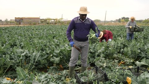 Afro american man farmer with other workers picking fresh organic broccoli in crates on a farm