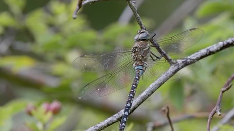 Male Migrant Hawker Resting on a Tree Branch