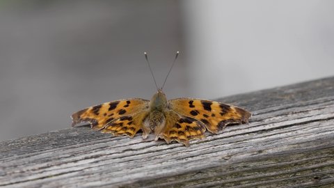 Comma Butterfly Resting on a Post. Wings Open.