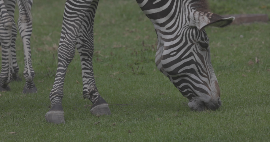 Zebra grazes on the green grass. Slow Motion 4K 120 fps video, ProRes 422, ungraded C-LOG 10 bit.