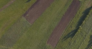 Aerial view from the drone from top to bottom with a panoramic panning of the green and plowed fields in the village at sunrise