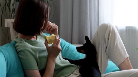 Young woman is eating an apple and share it with her little dog. Woman rests on the sofa with her cute pet at home.