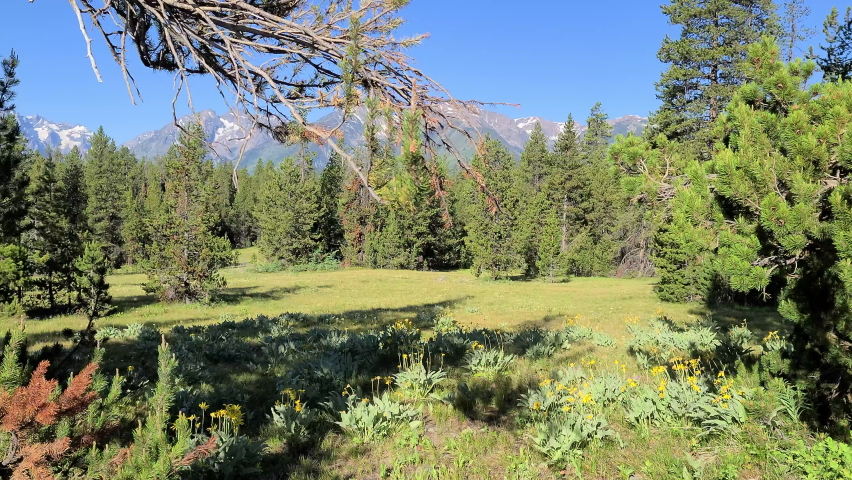 Grand tetons yellow wildflowers and pine trees forest in the background