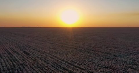 Cotton plantation in Brazil, beautiful image of a drone with sunset
