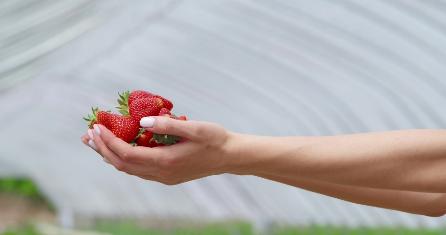 Close up of fresh ripe organic strawberries in female hands. Young woman holding sweet red berries cultivated at greenhouse. Harvesting concept. 