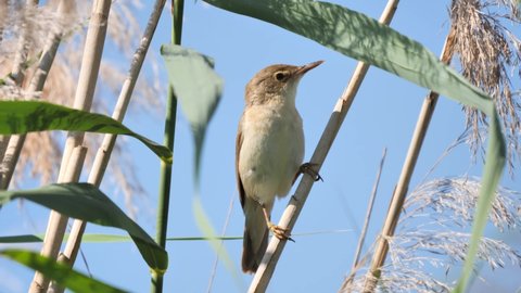 Eurasian reed warbler singing in natural habitat (Acrocephalus scirpaceus)