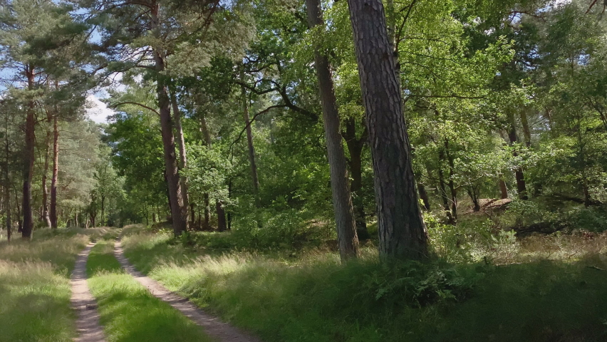 Forest path bathed in sunlight with trees casting long shadows. Tracking forward along the trail.