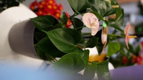 Selective focus, beautiful white anthurium flower in a pot or flowerpot. Flower shop. tail flower, flamingo flower and lace leaf. Ornamental home plant on sale in a store. Vertical video 9:16