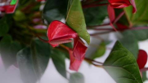Selective focus, beautiful red anthurium flower in a pot or flowerpot. Flower shop. tail flower, flamingo flower and lace leaf. Ornamental home plant on sale in a store. Vertical video 9:16