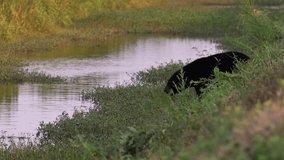 A Black Bear Swimming Video Clip in 4k