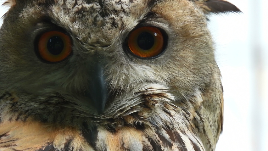 head owl large orange eyes looks: стоковое видео (без лицензионных платежей...