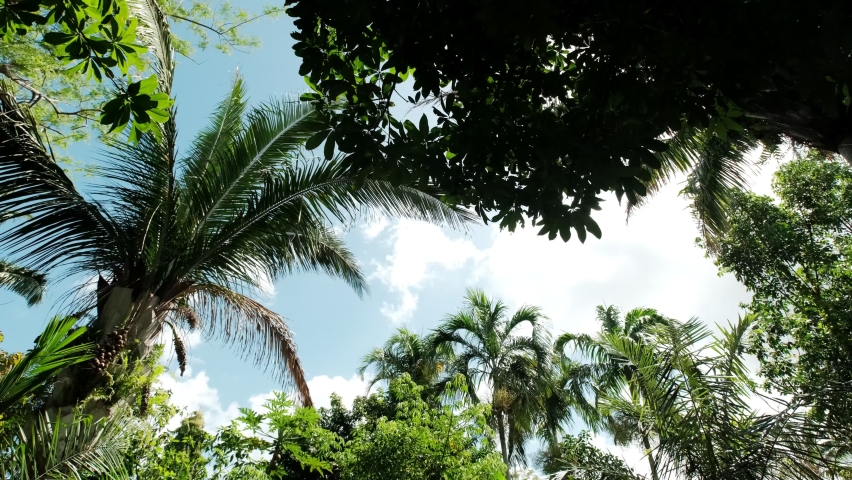 Down shot of palm trees against sky. Slow motion view