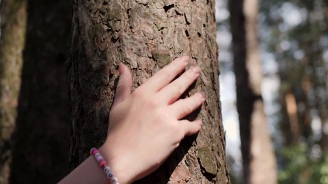 A female hand with a hippie colorful plastic bracelet on the tree stroking a pine tree trunk in the woods.