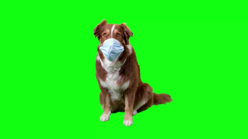 Beautyfull dog with surgical mask, green screen background  | Shutterstock HD Video #1077661238
