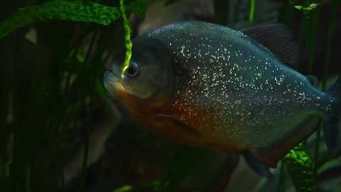 Close-up view of Red-bellied piranha (Pygocentrus nattereri, also known as the red piranha) swims calmly in an aquarium tank near a green aquatic plant. 4K resolution video. Fishkeeping theme.