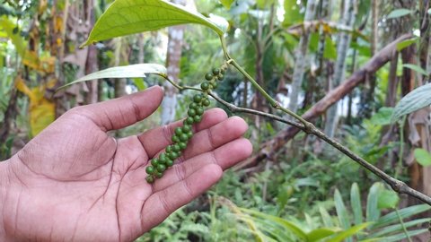 Hand gently touching and checking new grown healthy and organic farm fresh young black pepper plant seeds hanging on branch for any damages in a pepper farming plantation Kerala. closeup side view.
