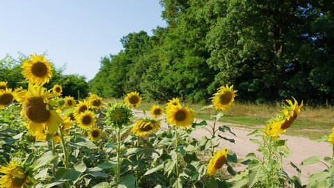 Close-up view 4k stock video footage of scenic sunny countryside landscape. Many bright fresh yellow organic sunflowers growing outside on rural agricultural filed. Cultivation of sunflowers