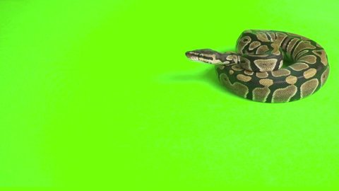 Snake Attacking on Green Screen