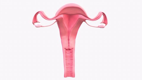 animation Illustration of the female reproductive system. human anatomy