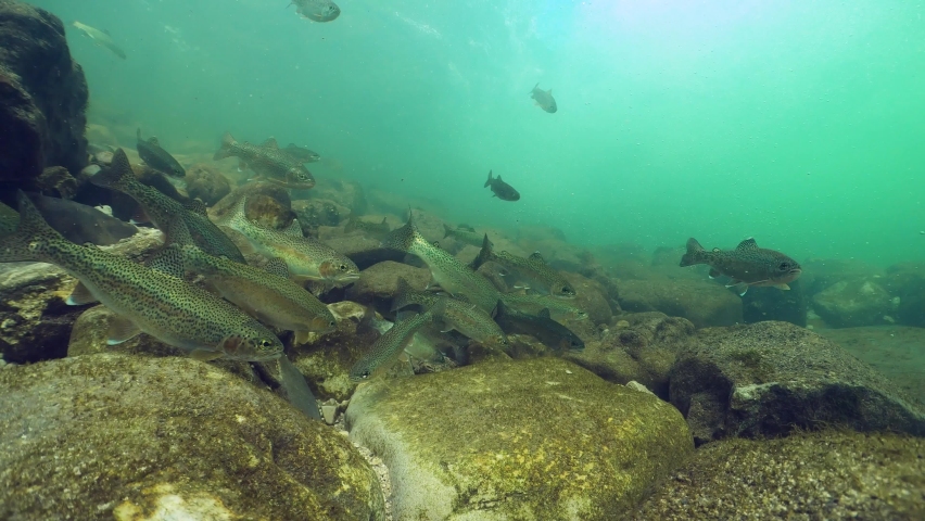 Underwater footage of swimming Rainbow trout, Oncorhynchus mykiss. Big group of trouts. River habitat underwater. Freshwater fish swimming in the clean river. Diving in fresh water. Snorkeling. Steelh Royalty-Free Stock Footage #1077676031
