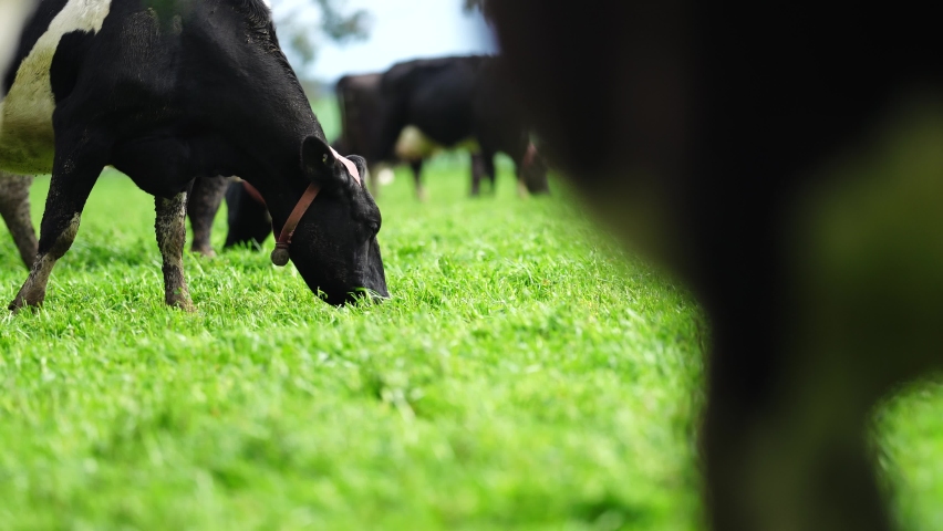 Dairy Cows grazing on green grass in spring, in Australia. Royalty-Free Stock Footage #1077680972