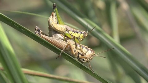 Colourful, milkweed locust, Phymateus species, South Africa (close-up)