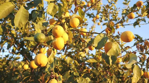 Ripe Yellow Lemons on a Tree. Citrus Plantation 4K footage
