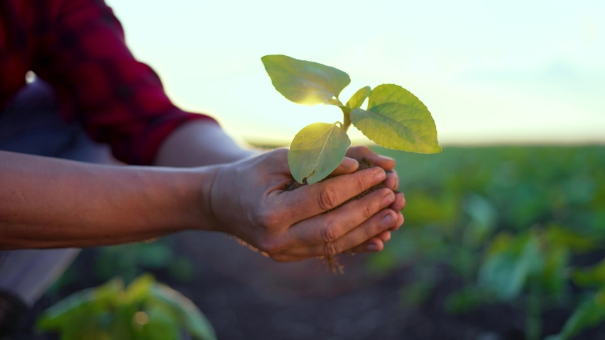 Agriculture.Farmer gardener lowers his hands with plant in fertile soil.Planting plant organically into soil.Agriculture concept.Farmer holds plant with soil in his hands.Farmer gardener clamps plant Royalty-Free Stock Footage #1077682436