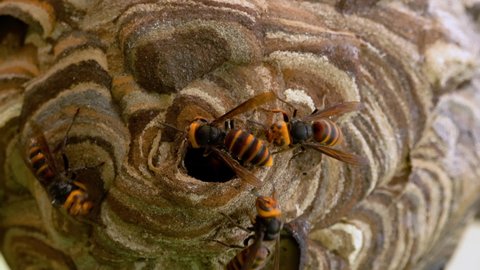Close Up Shot of Yellow-Vented Hornet Nest Built Under Eaves, Vespa analis