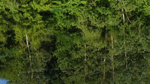 Many green trees reflected on surface of river water in countryside. Abstract natural 4k video background