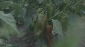 4k video of organic pepper in the garden