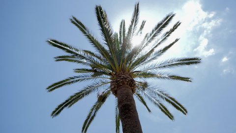 Sun rays passing through the branches waving in the wind of a large palm tree against a blue sky.