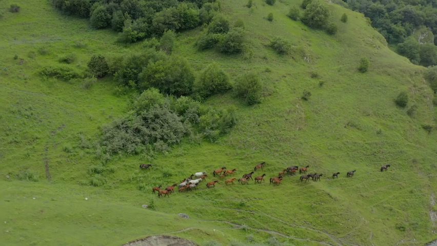 A herd of horses follows the main stallion down the hillside in front of the river. Aerial view of a running herd of horses on a green meadow on a mountainside by a fast river