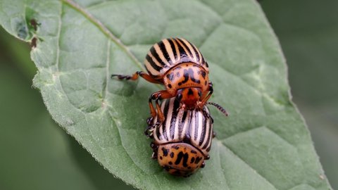 potato beetle on a leaf: mating, eating, crawling, several scenes, leptinotarsa decemlineata
