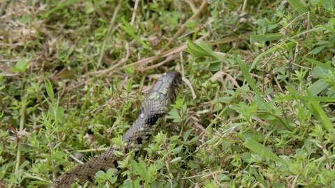 Grass Snake Slithering on Grass