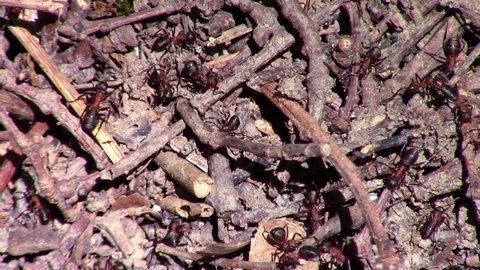 Close up of red wood ants building a anthill with small twigs and dirt, also called Formica rufa 