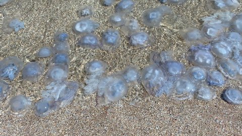 Invasion of jellyfish on the seashore. Environmental pollution. Jellyfish washed up on a beach. Ecological disaster