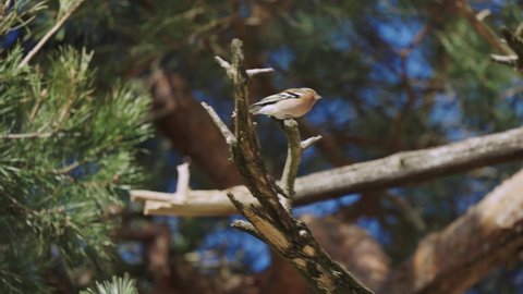 Chaffinch bird perched on a tree in De Hoge Veluwe National Park, Netherlands