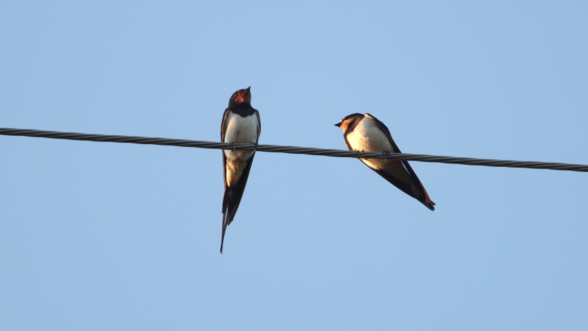 three barn swallows sing on the wire