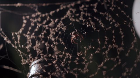 Spider on a Cobweb during night time with good catch insect Many insect in spider web 