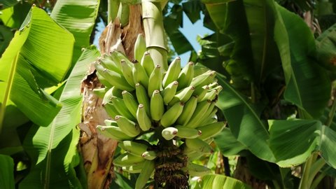 Close up view. Bunch of banana ,Green bananas, A banana tree in the sunny day
